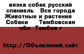 вязка собак русский спаниель - Все города Животные и растения » Собаки   . Тамбовская обл.,Тамбов г.